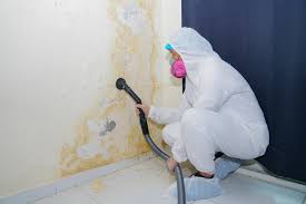 Best Black Mold Removal  in Locust Valley, NY